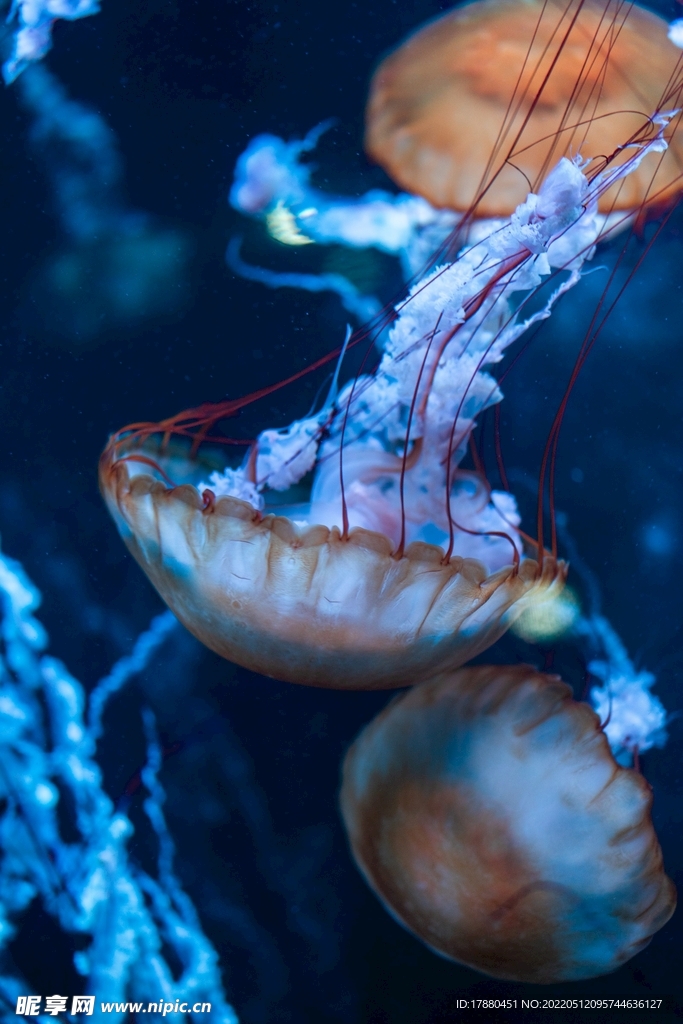 水母