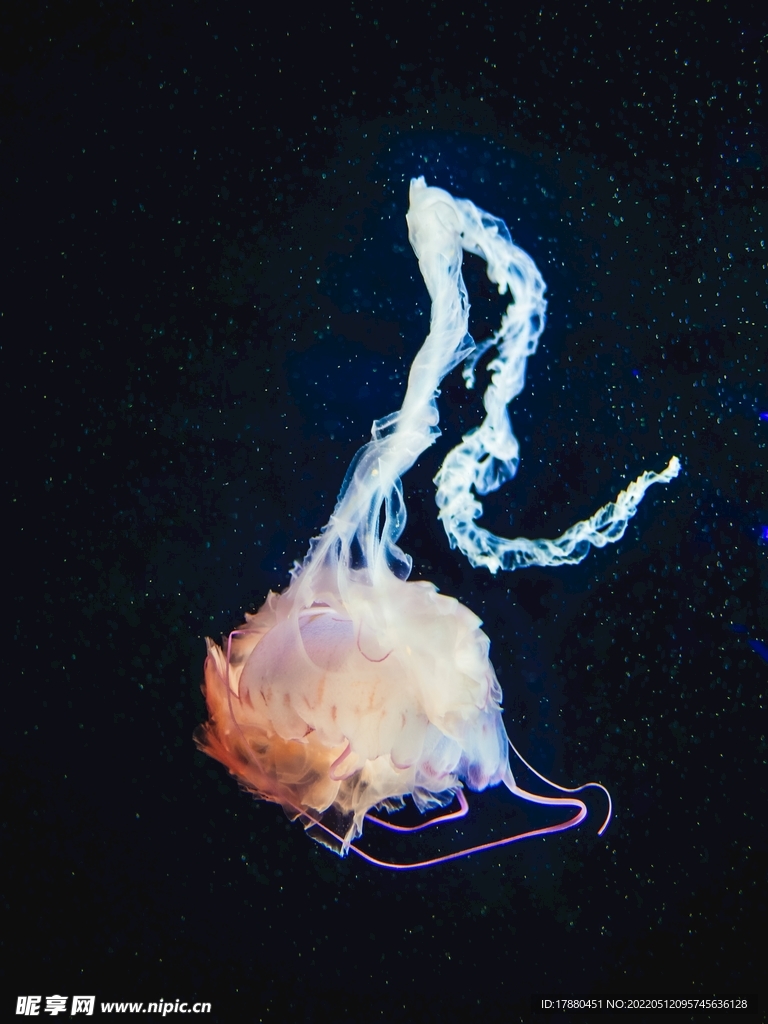 水母