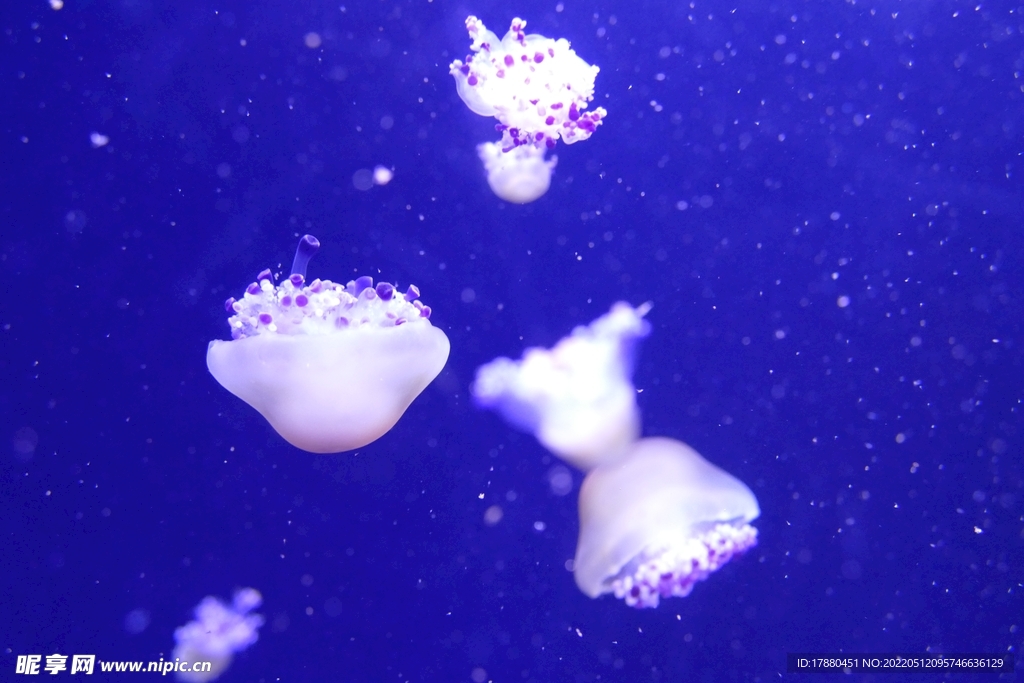 水母