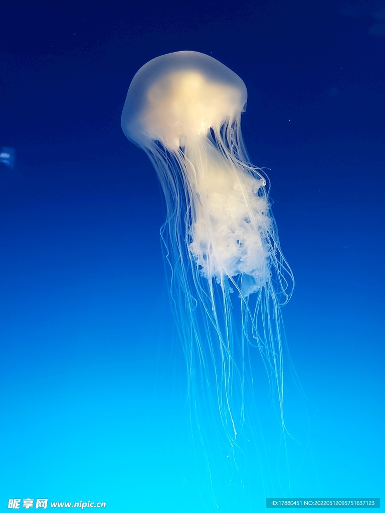 水母