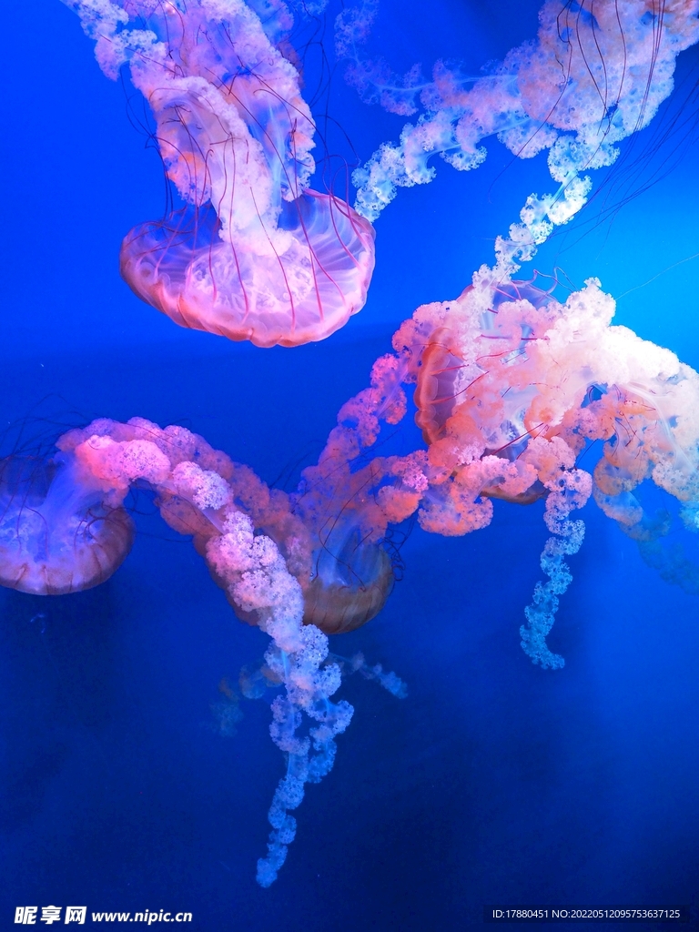 水母
