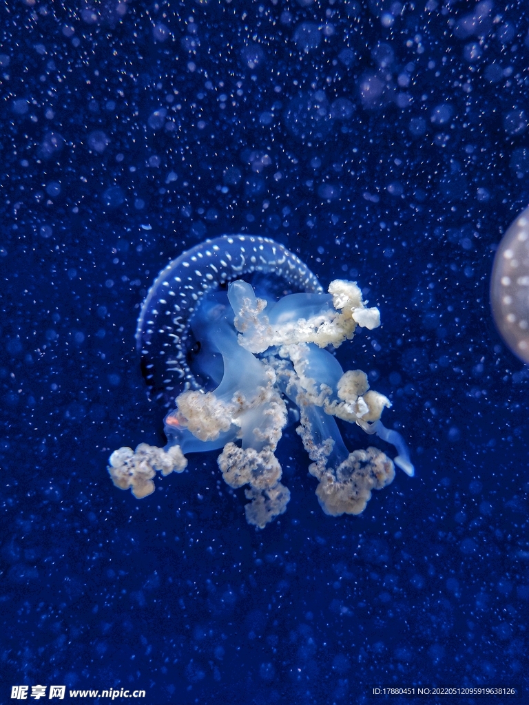 水母