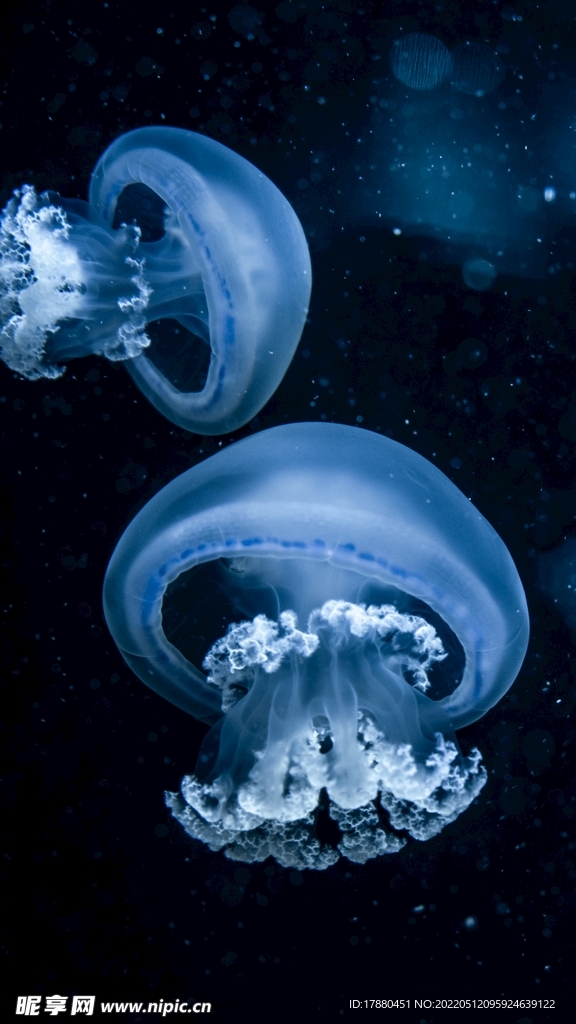 水母