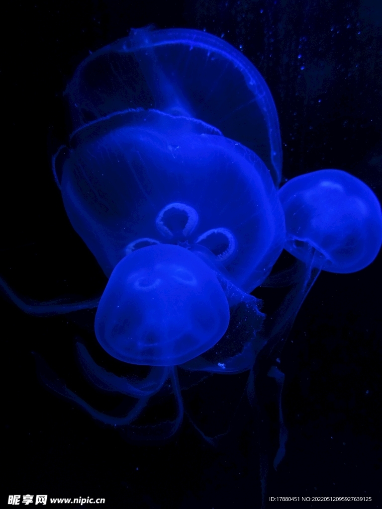 水母