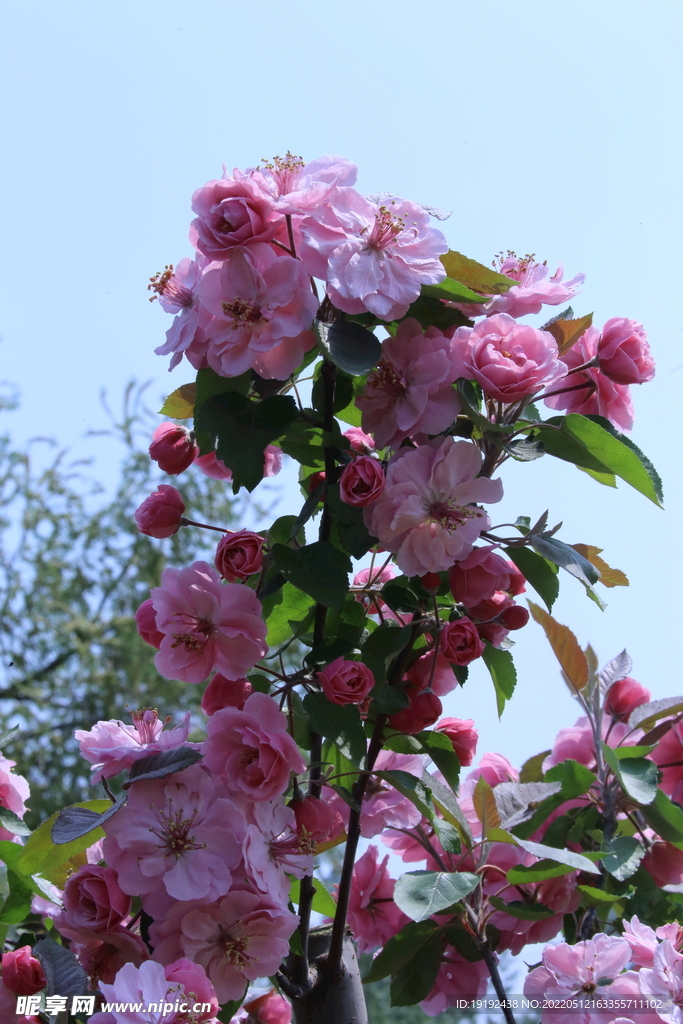 海棠花 