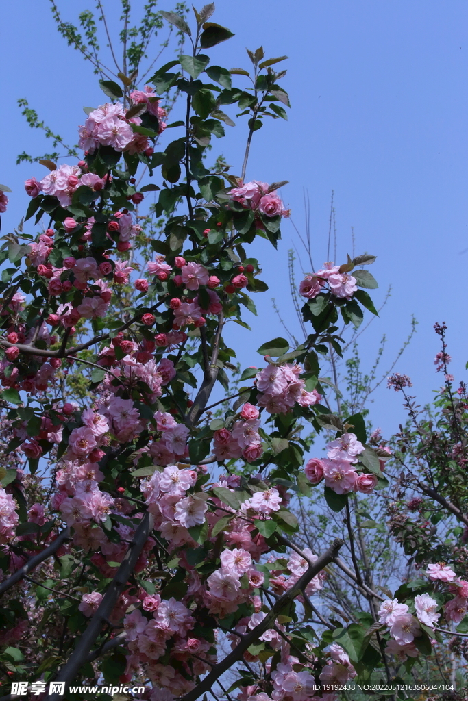 海棠花