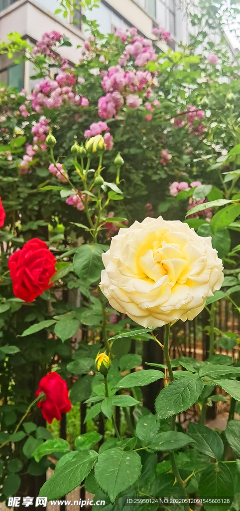 白玫瑰 红色 玫瑰 月季花 花