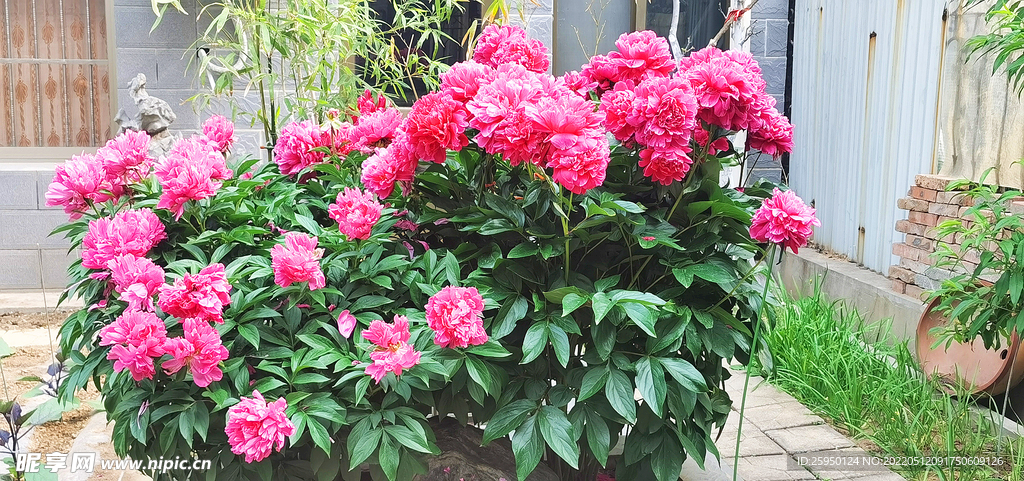 芍药