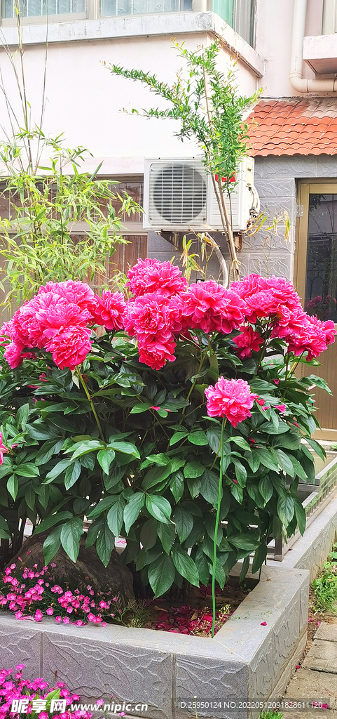 芍药