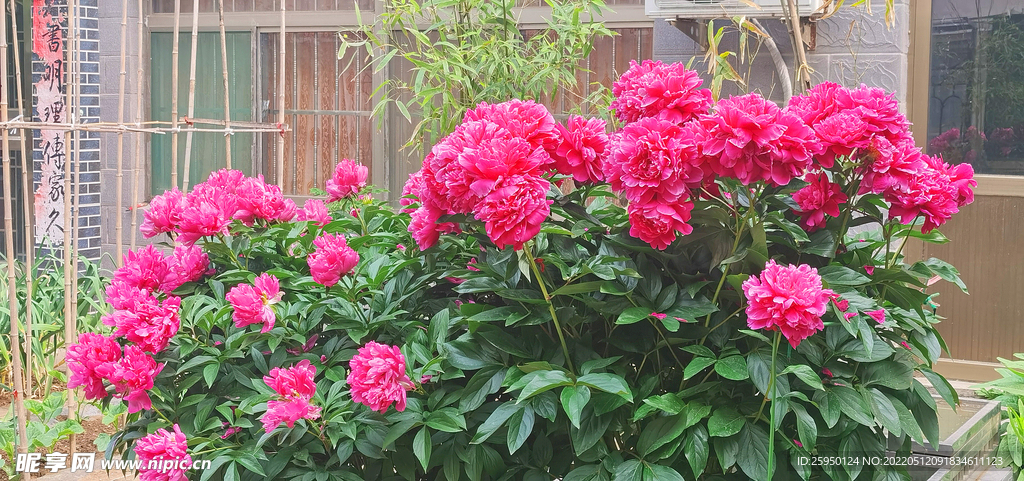 红色芍药