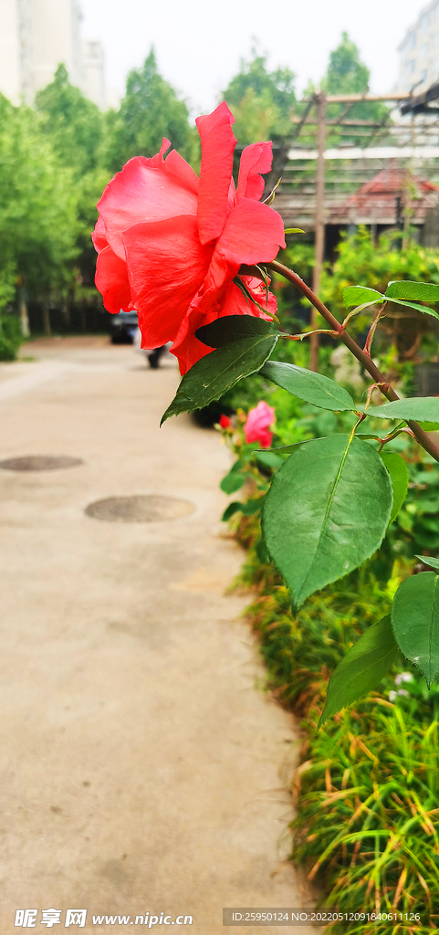 红玫瑰