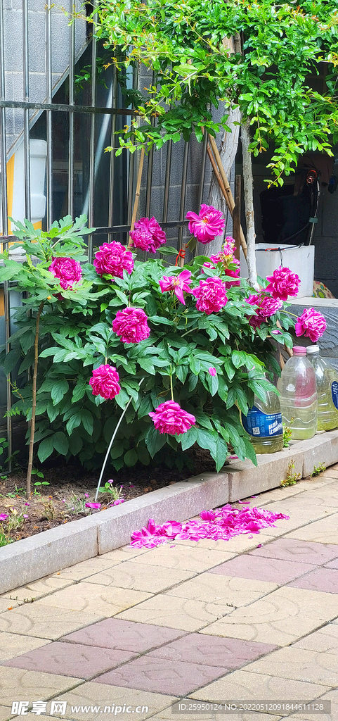 红色芍药