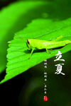 立夏             