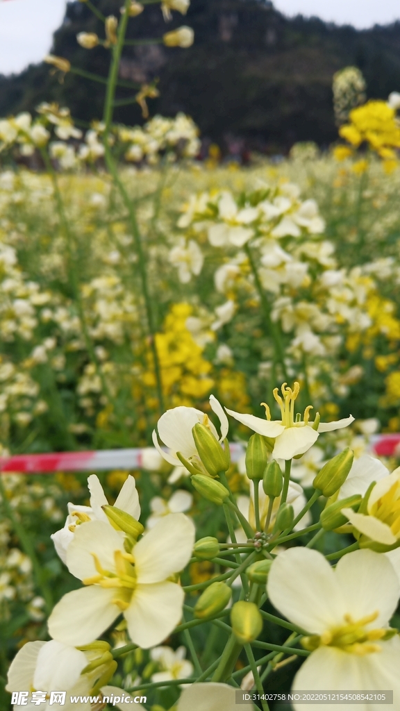 油菜花