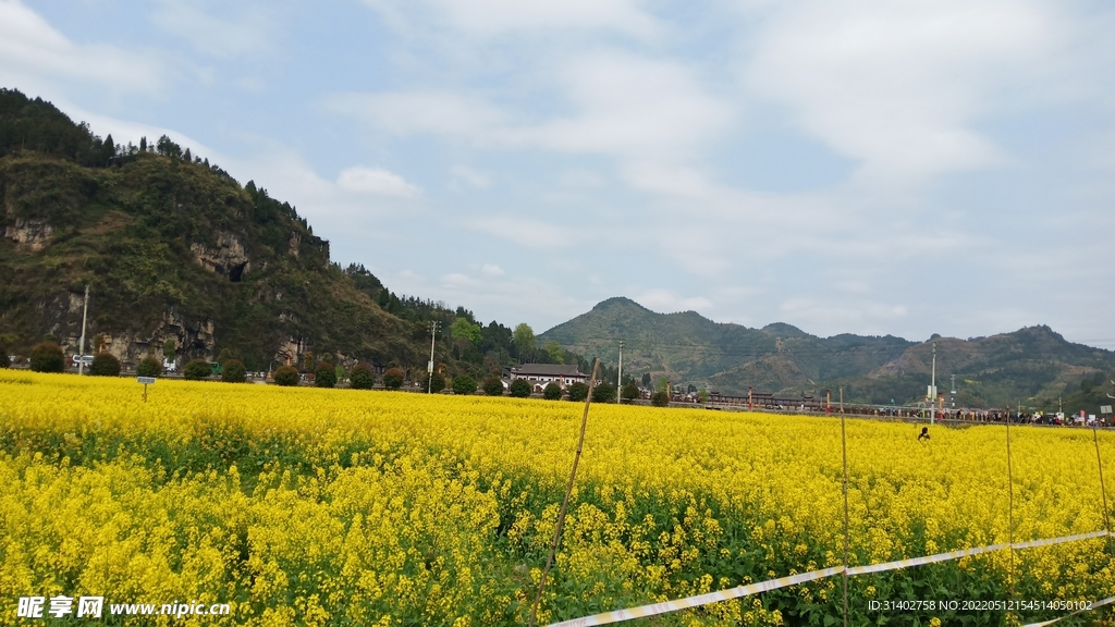 油菜花