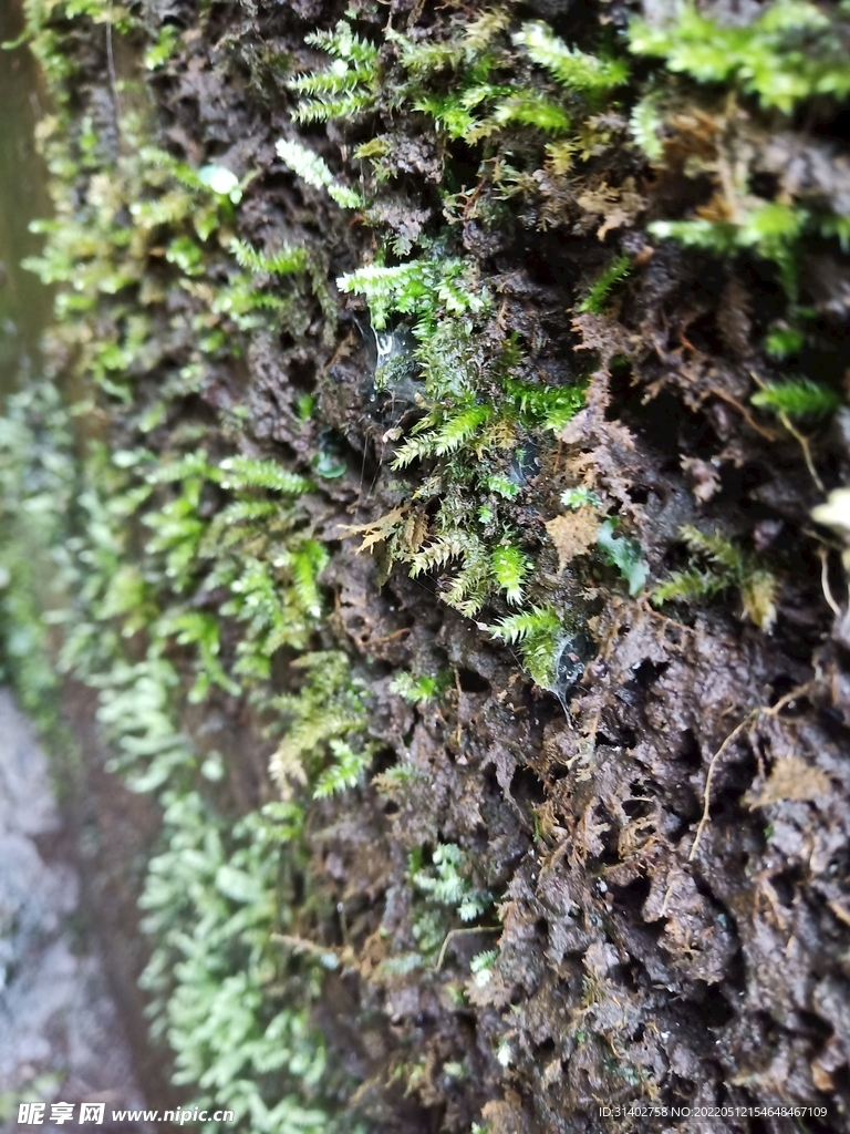苔藓