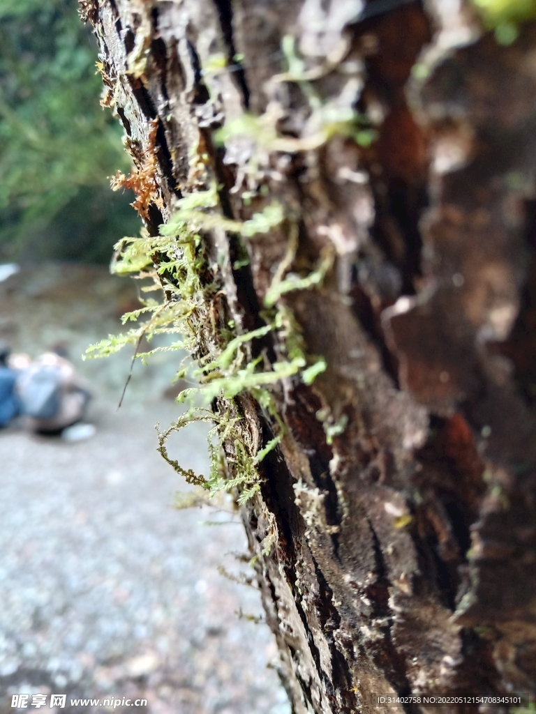 苔藓