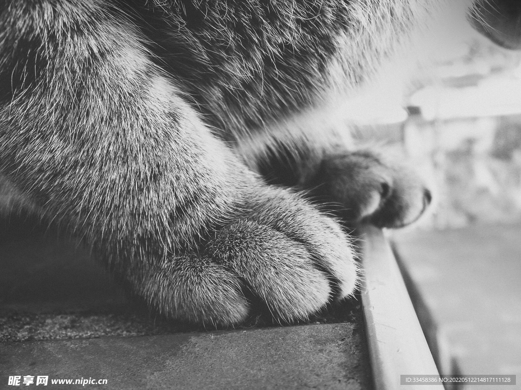 猫咪