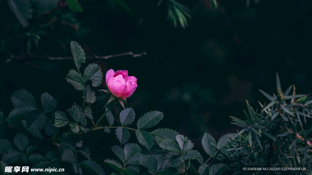 桌面壁纸