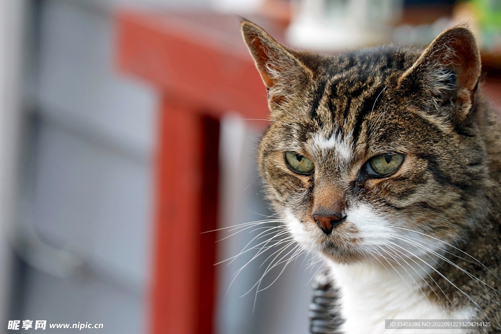 猫 