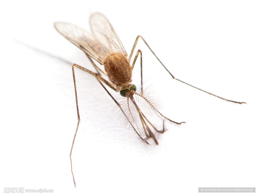 为什么今年蚊子特别大？ - 知乎