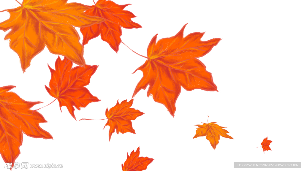 秋天枫叶落叶手绘插画分层素材