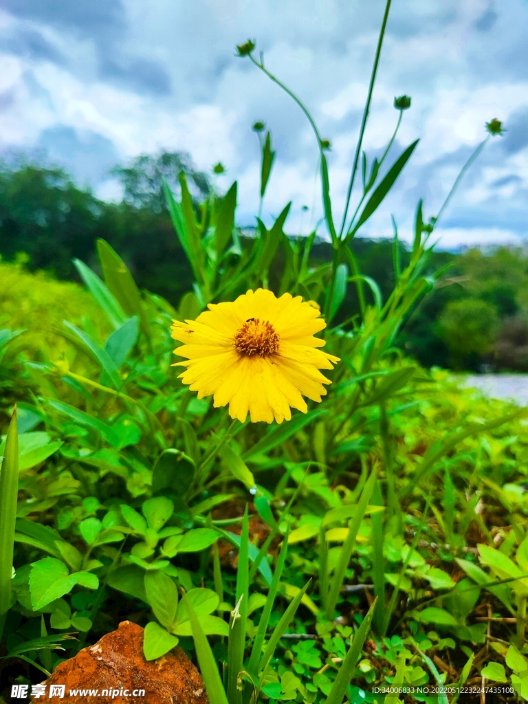 金鸡菊