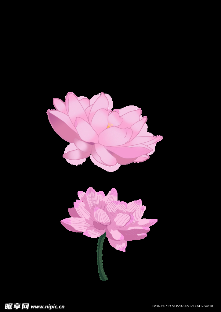 荷花