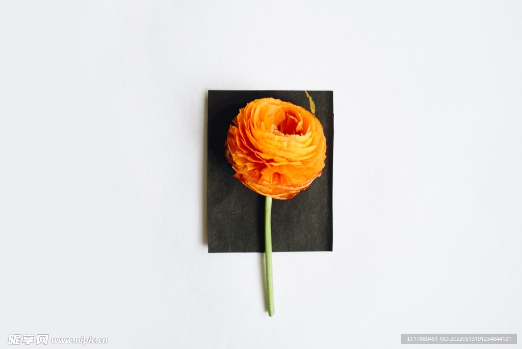 花卉