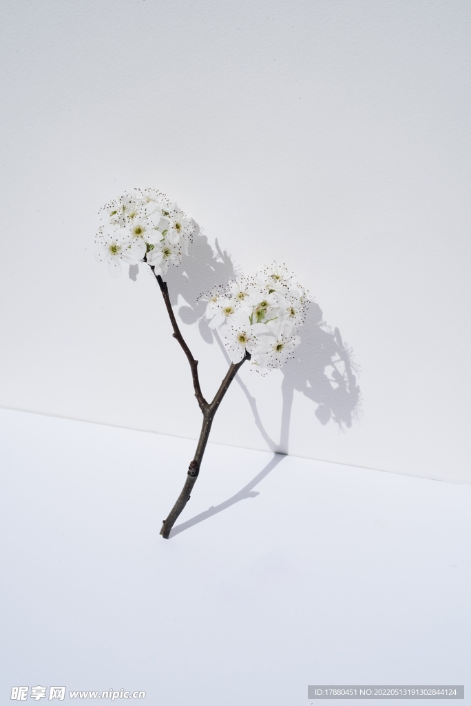 花卉