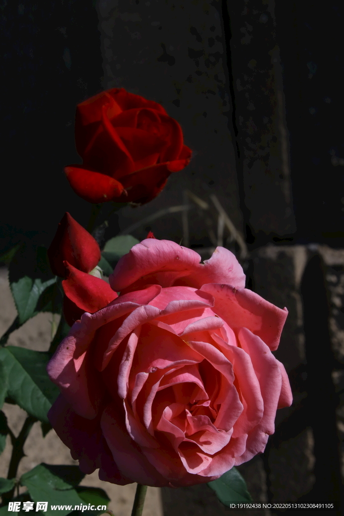 月季花 