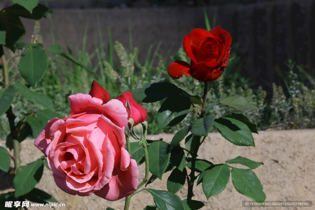 月季花 