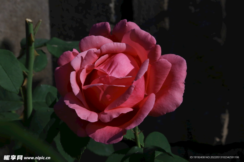 月季花 