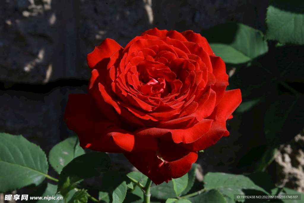 月季花
