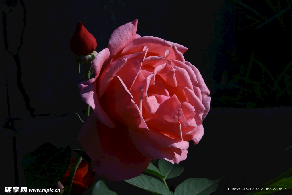 月季花