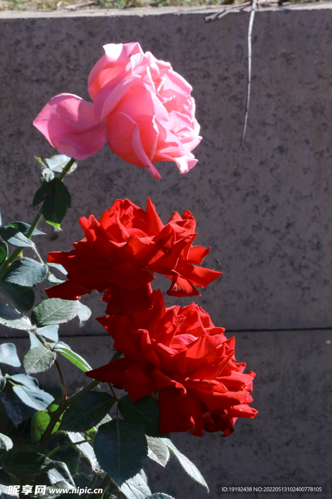 月季花 