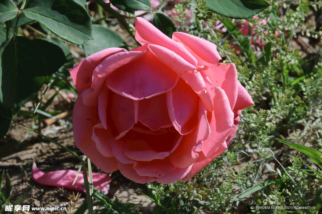 月季花