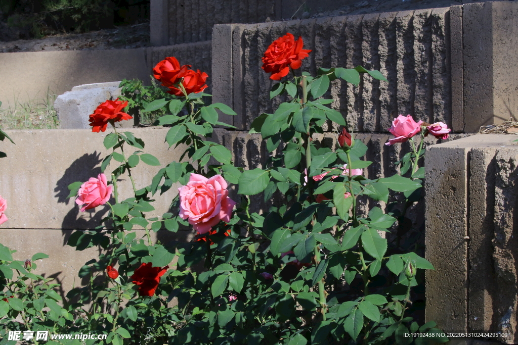月季花 