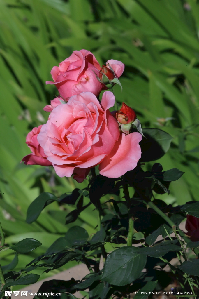 月季花 
