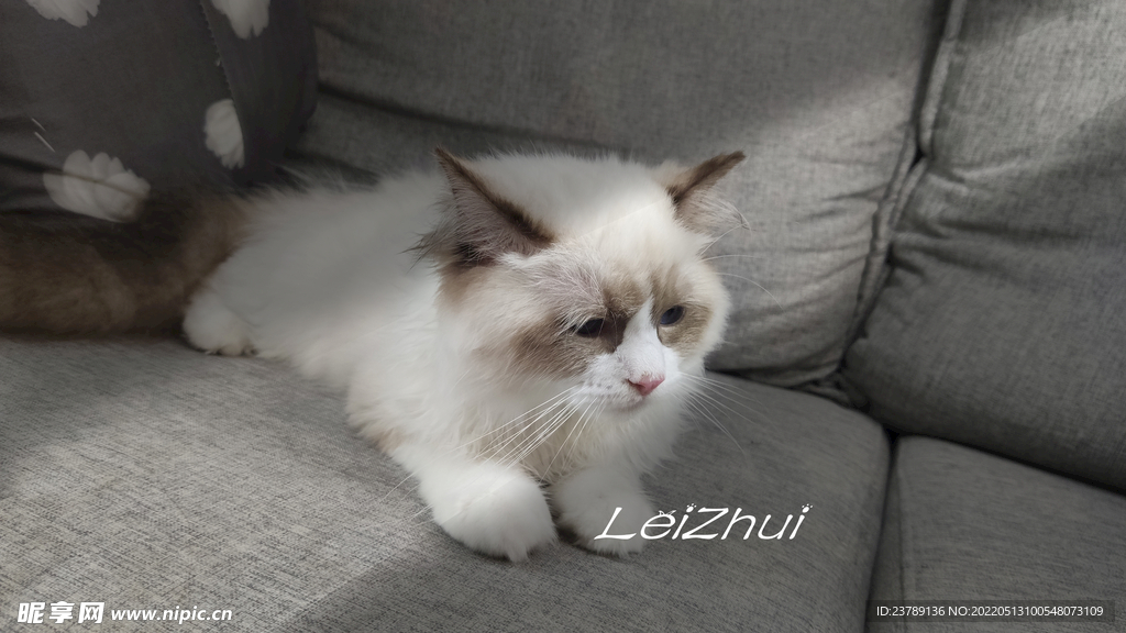 布偶猫