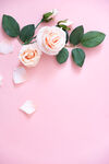 玫瑰花