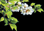 山茶花