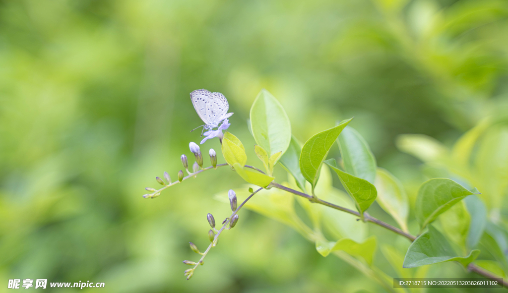 小花 蝴蝶