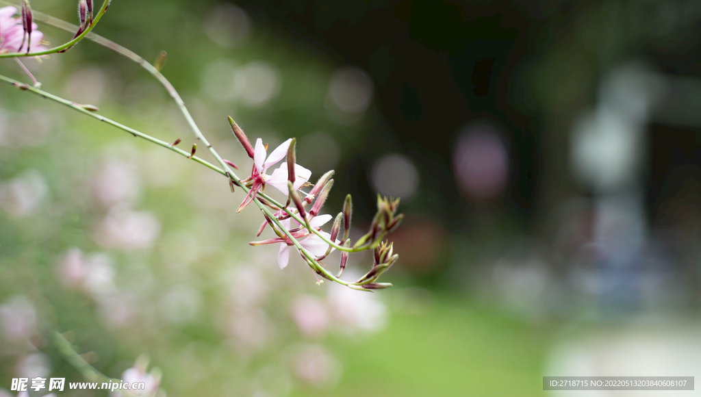 蜜蜂 小花