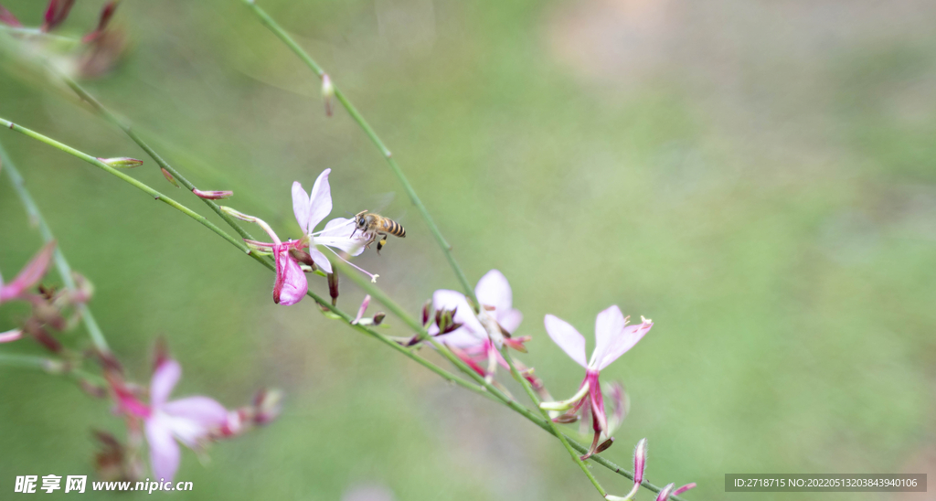 蜜蜂 小花