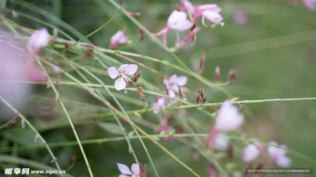 蜜蜂 小花