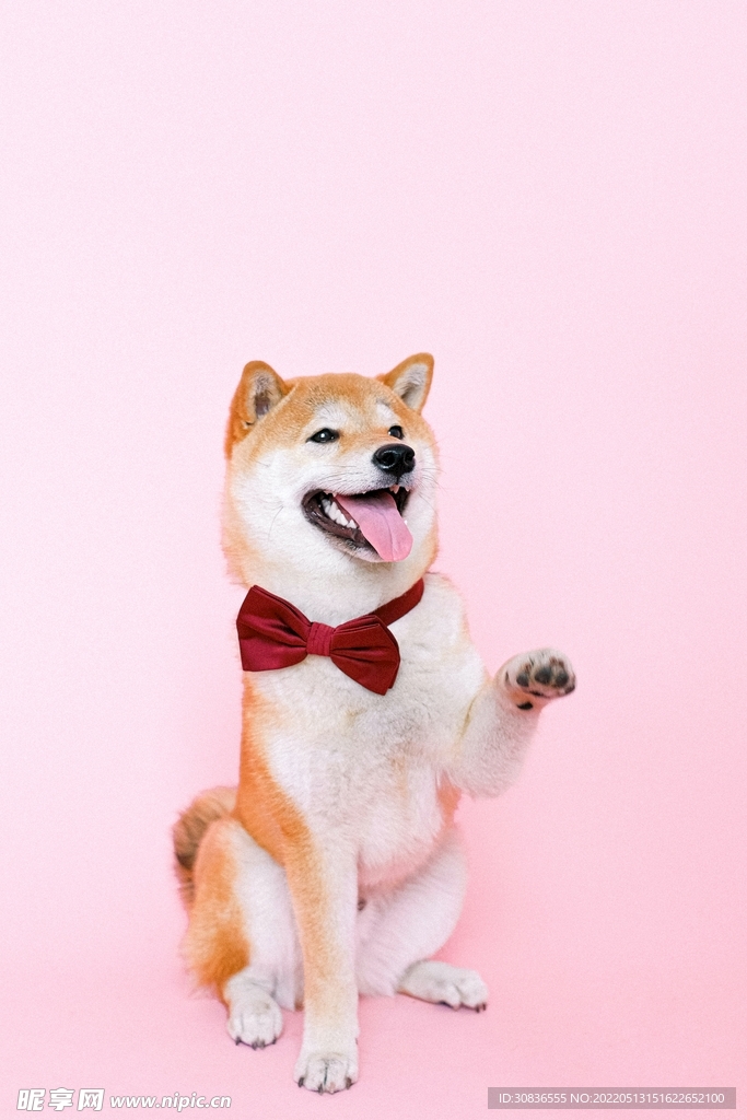 狗 