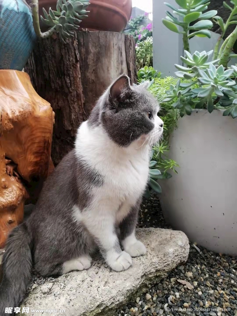 猫