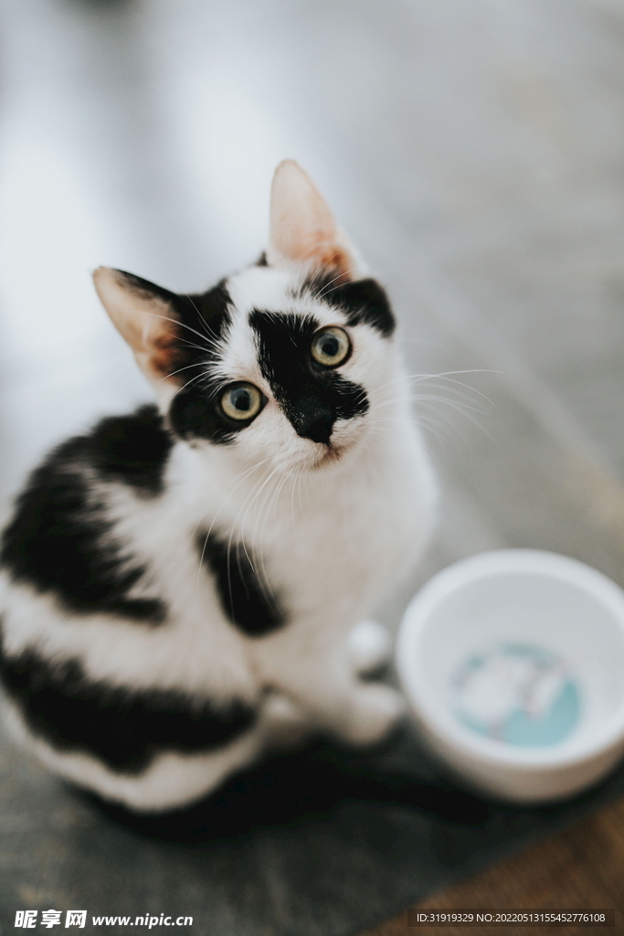 花猫