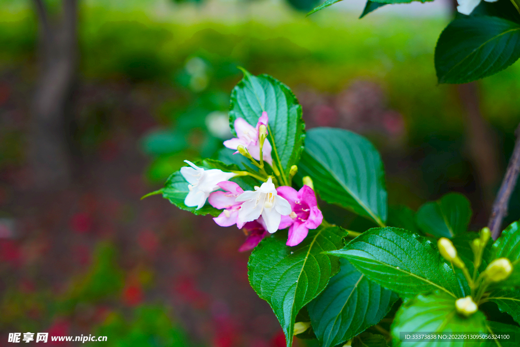 海仙花